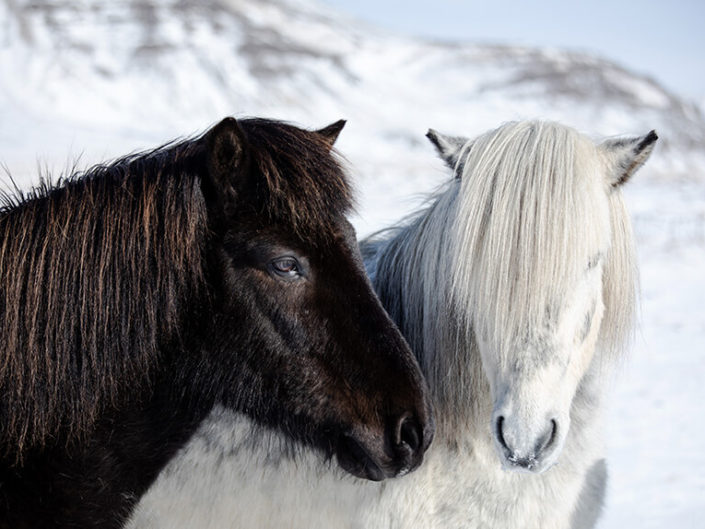b-and-w-horses
